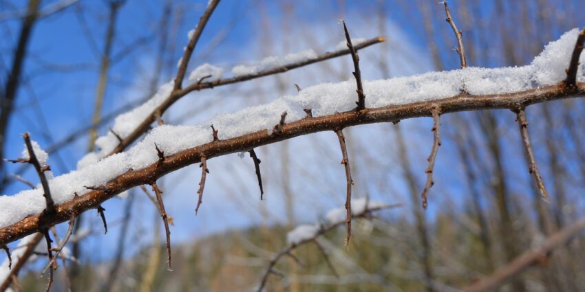 Winterschnitt