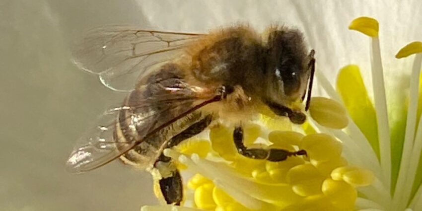 Bienen