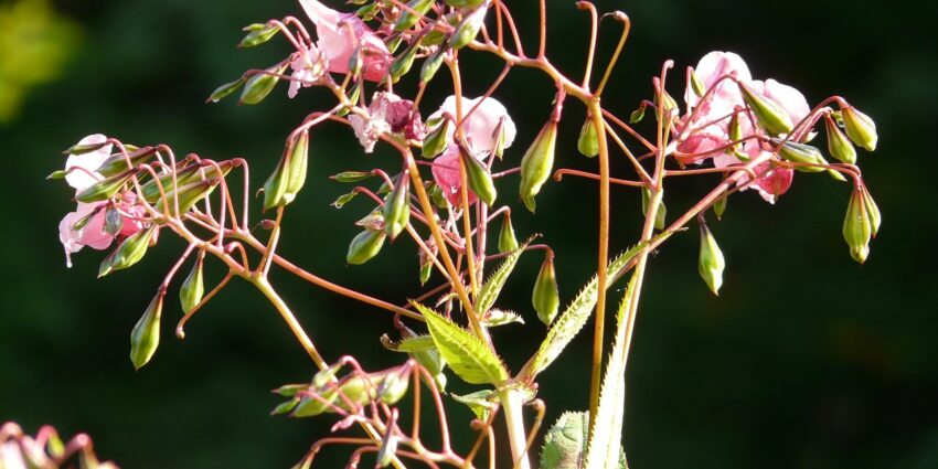Invasive Neophyten